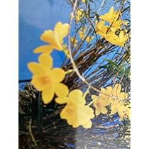 姫竹葉セッコクの中斑飴矢【竹姫】超大株 Yahoo!オークション -「竹葉セッコク」の落札相場・落札価格